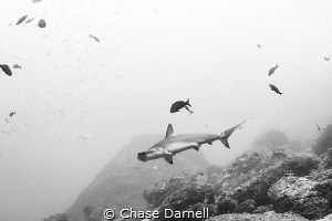"Just Passing By"
A Hammerhead keeps its distance as it ... by Chase Darnell 